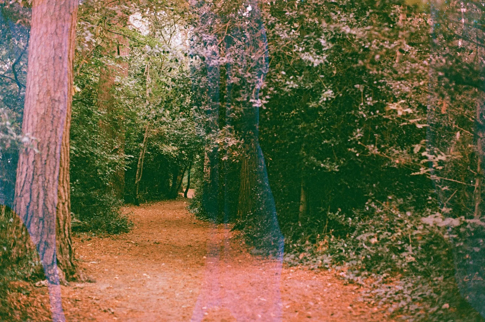 Narrow trail winding through tall pines