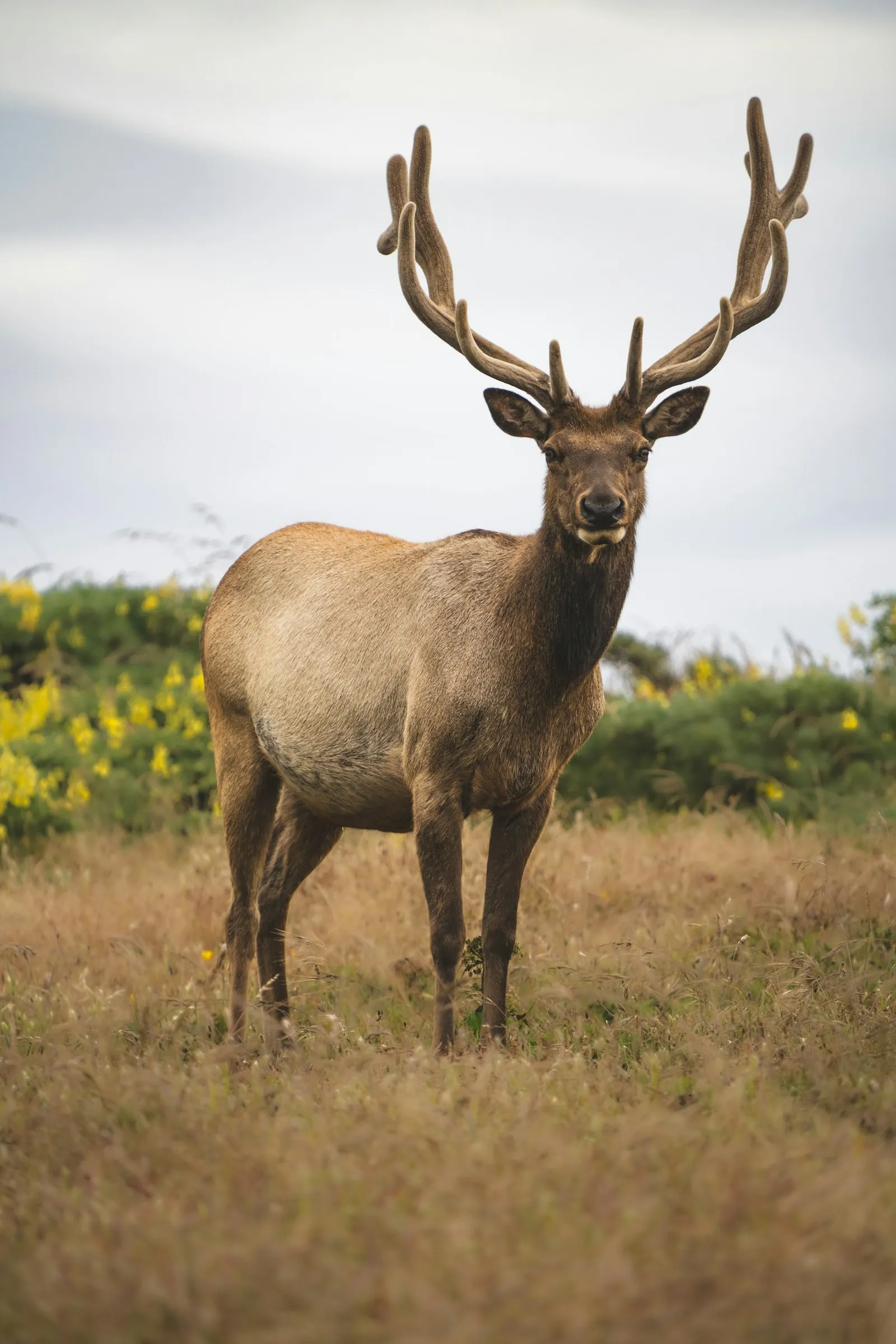 Elk grazing in a high meadow at dusk