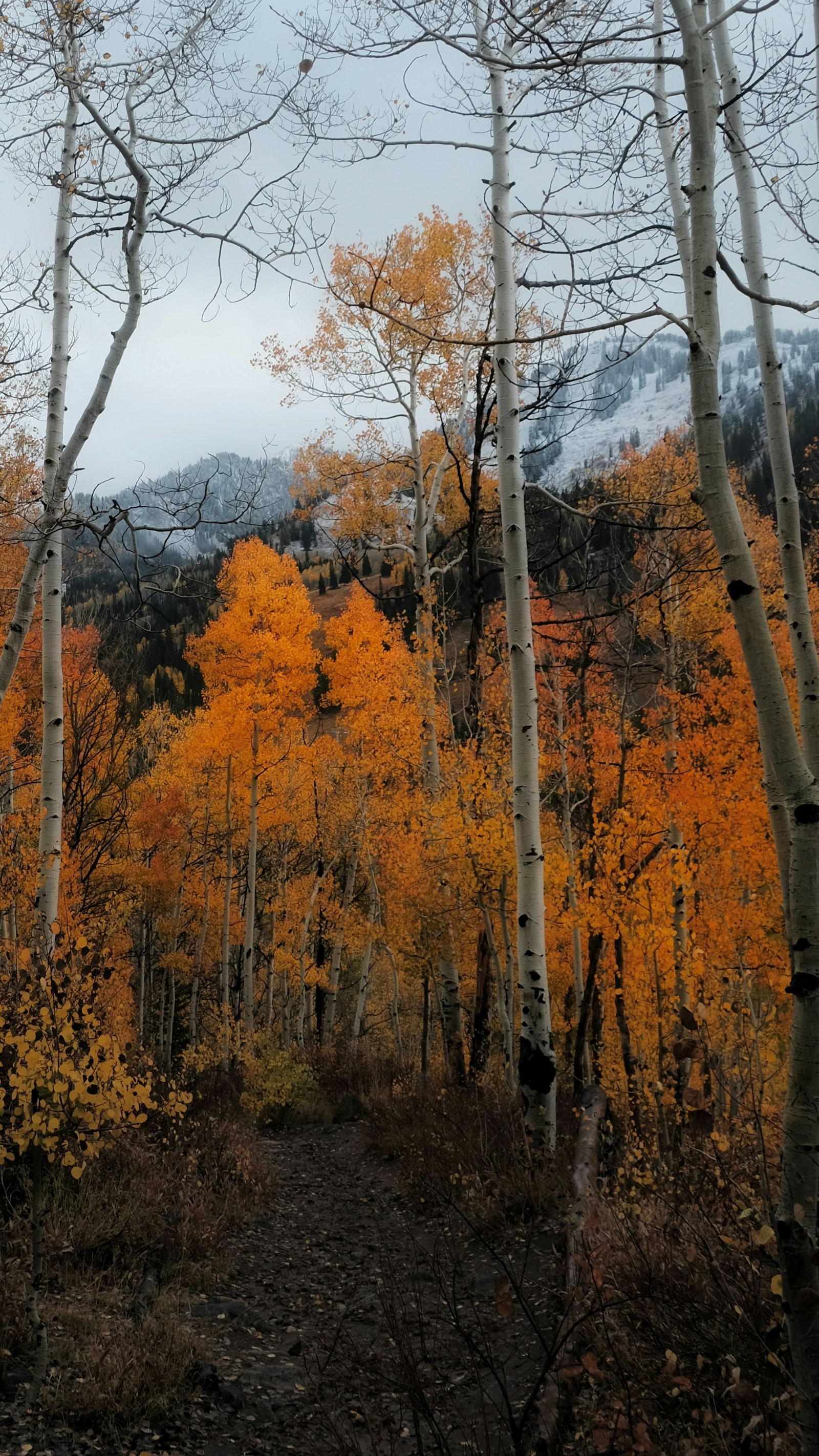 Hikers on a ridgeline trail surrounded by fall foliage