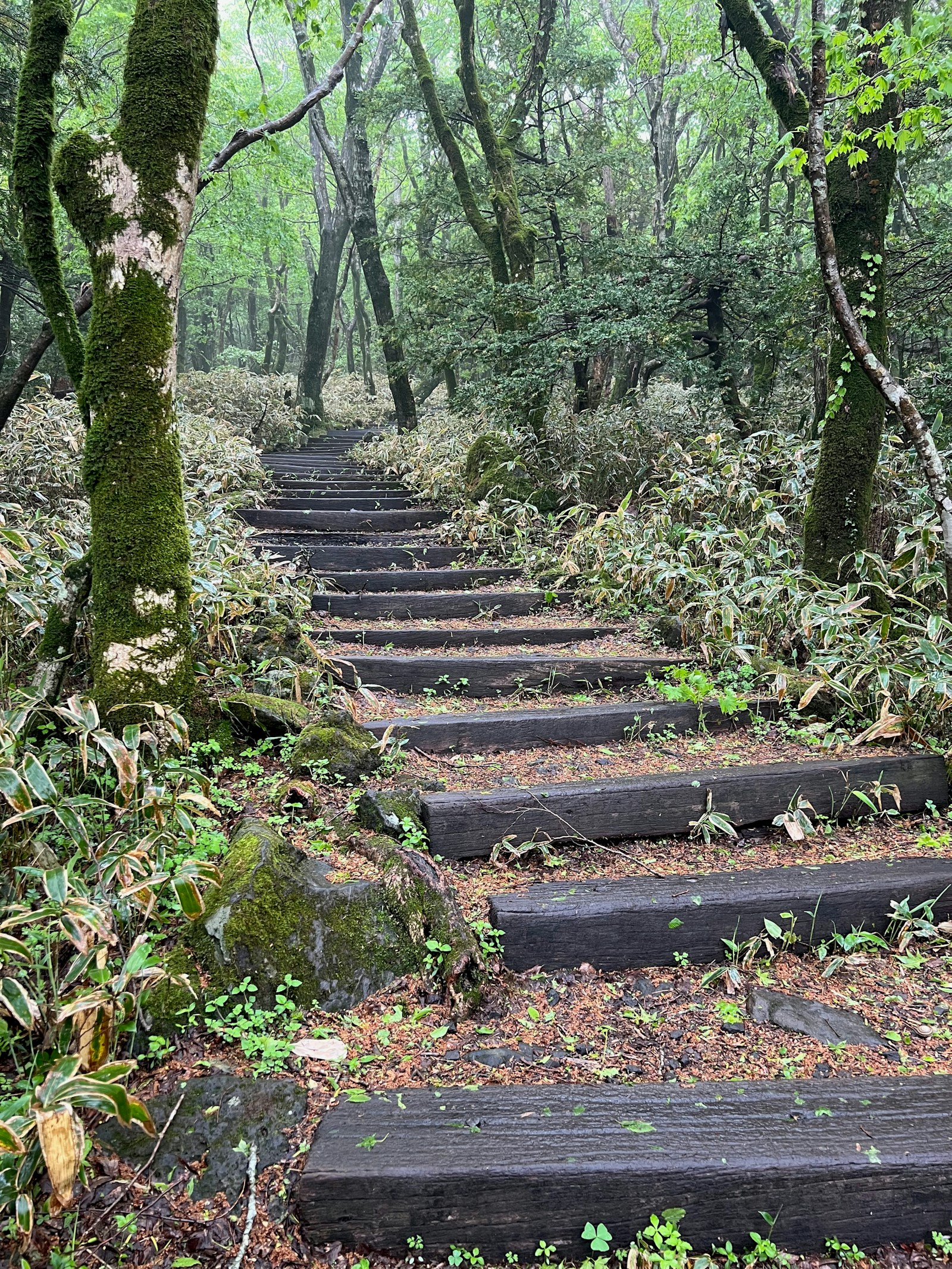 Same section of trail after Ridgeline volunteer restoration, with clean drainage and defined tread