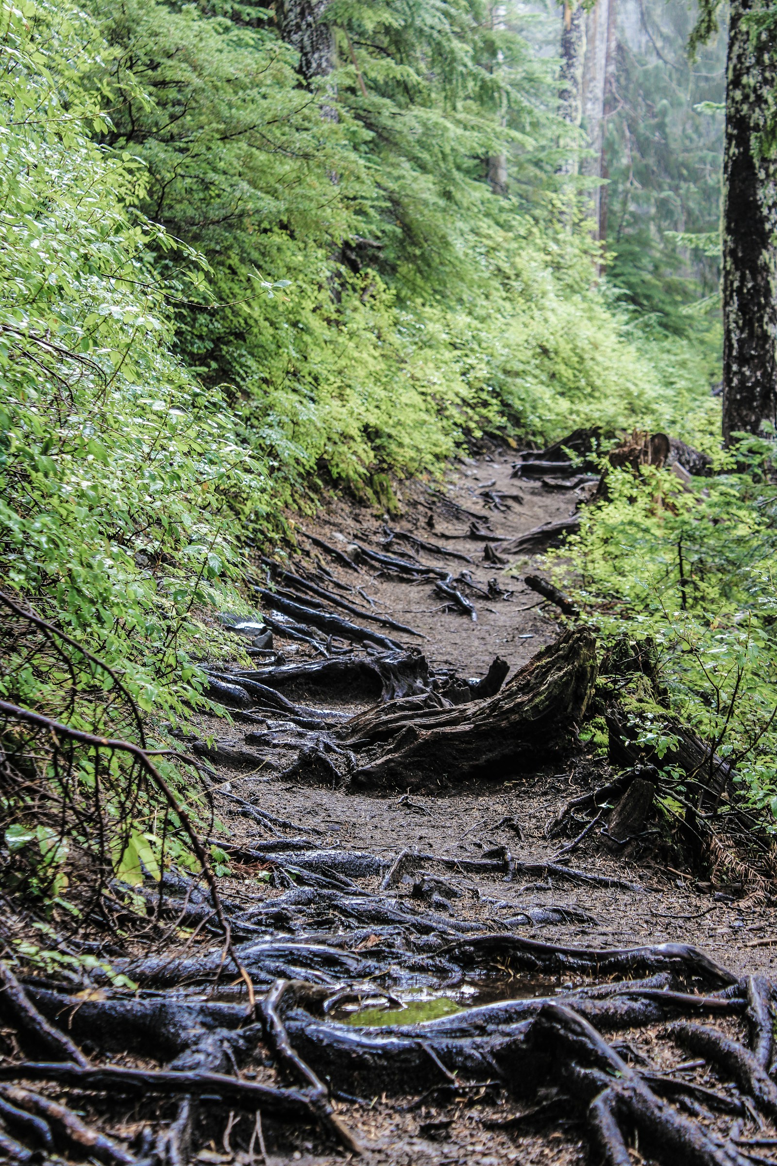 Eroded, overgrown section of trail before Ridgeline volunteer restoration